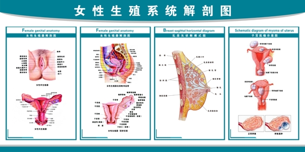 女性生殖系统解剖图图片