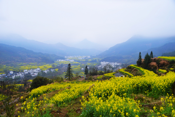油菜花盛開的美麗景象和鄉(xiāng)村寧靜氛圍