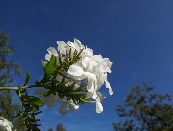 湛藍(lán)天空下一朵淡雅小白花