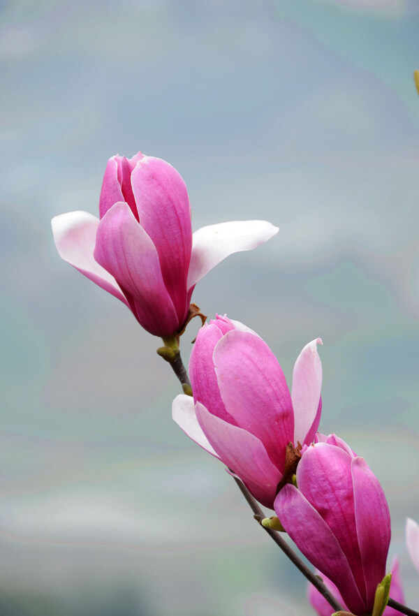 紫玉兰花卉