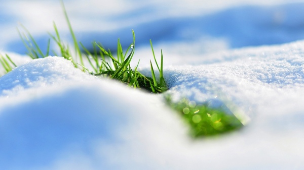雪地小草