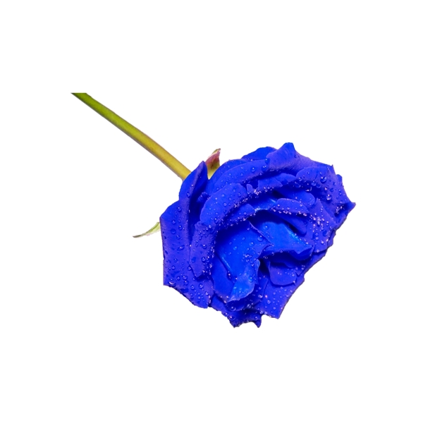 蓝色玫瑰png免抠