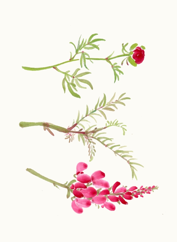 手繪植物水彩小清新