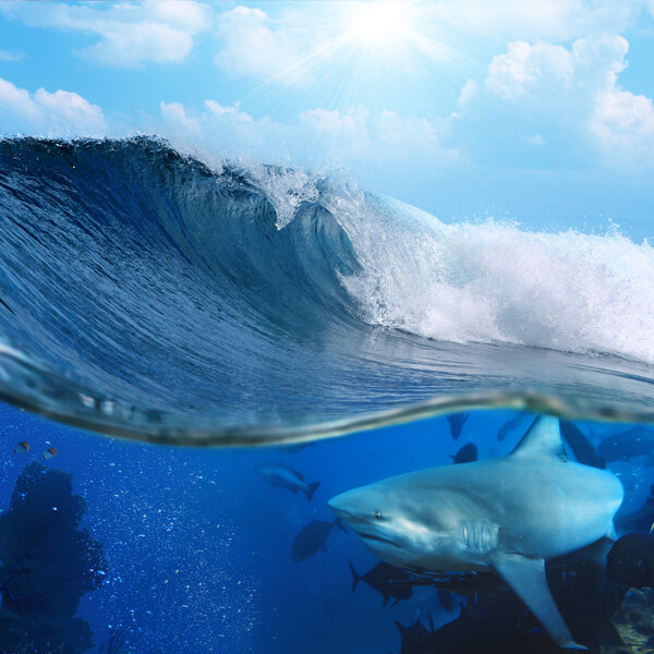 海洋世界攝影