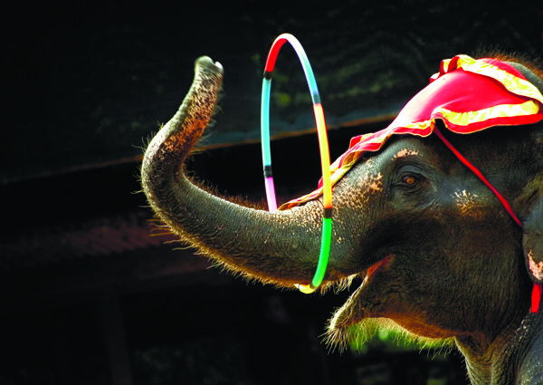 马戏团大象表演图片