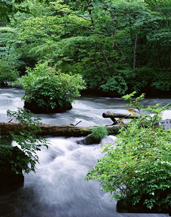 瀑布風(fēng)景圖片