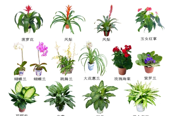盆景花植物園林圖片