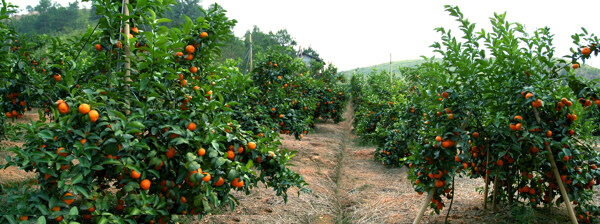 砂糖橘种植园图片