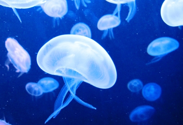 水母深海水母海底世界海底图片