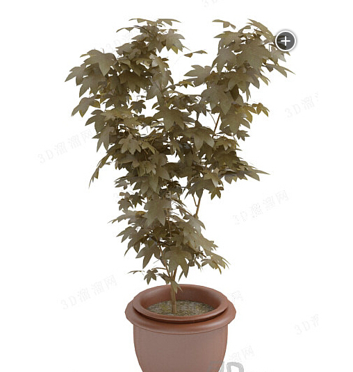 植物模型
