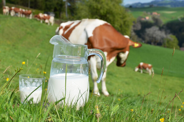 草地上的奶牛与鲜牛奶