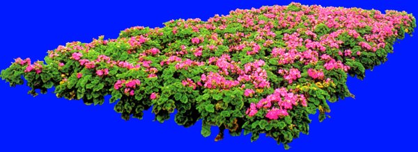 植物貼圖素材JPG1100
