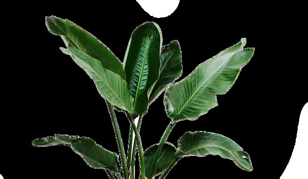 綠色綠植葉子png元素素材