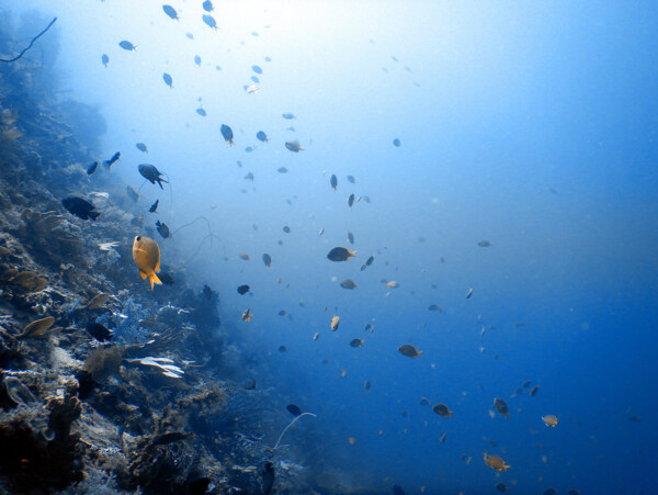 海底潜水鱼群