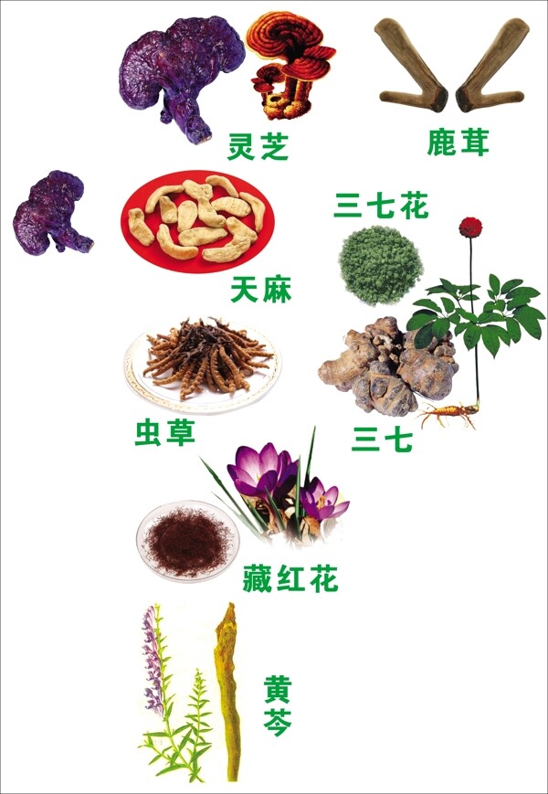 中藥圖片