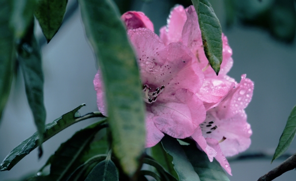 雨后杜鵑花