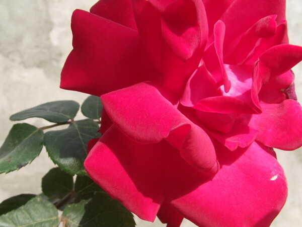 红玫瑰开花红艳艳