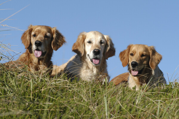 草坡上的三只狗