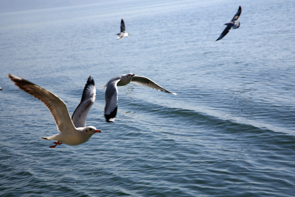 海面上飞翔的海鸥图片