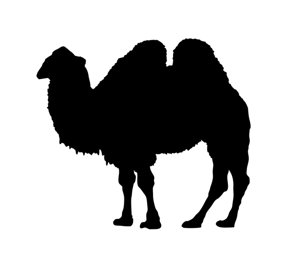野生动物系列骆驼剪影
