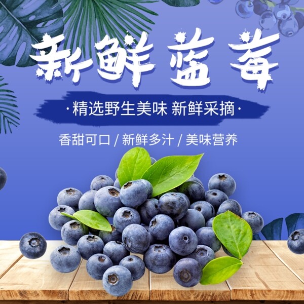 新鲜蓝莓淘宝主图
