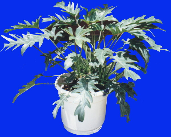 盆栽g109盆景盆花植物素材