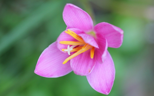 韭菜蓮圖片