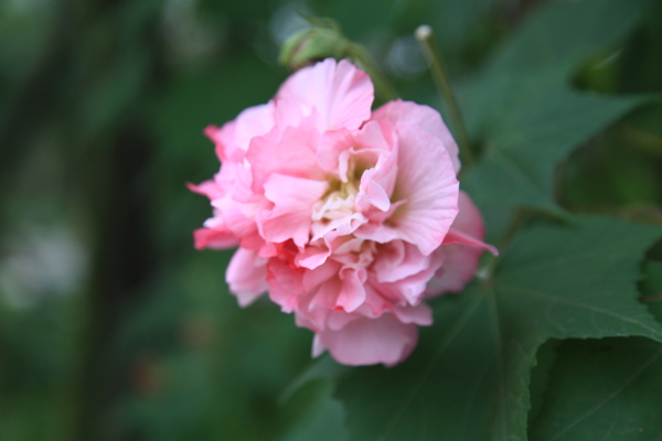 芙蓉花圖片
