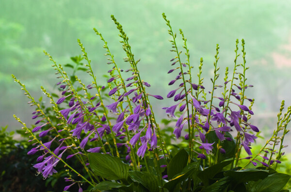 紫串花图片