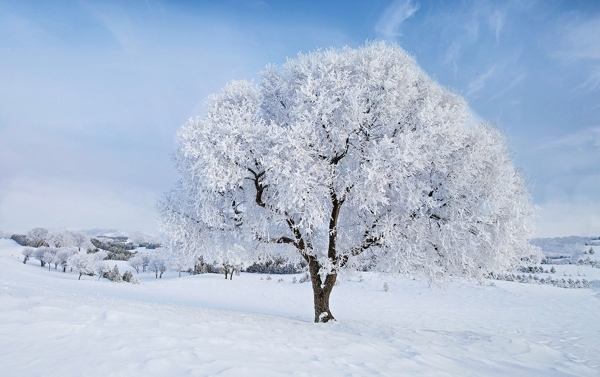 雾凇草原霜树雪地植物