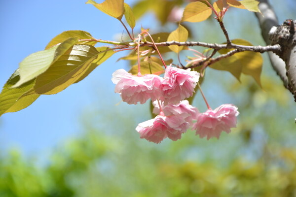 阳光下的粉色花朵