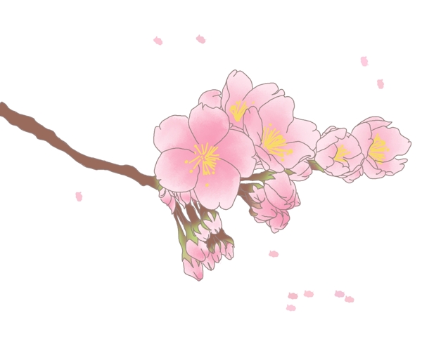 春季日本的樱花插画