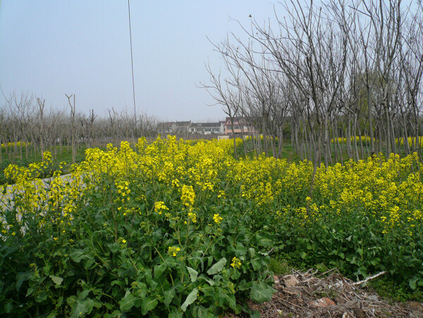 油菜花图片