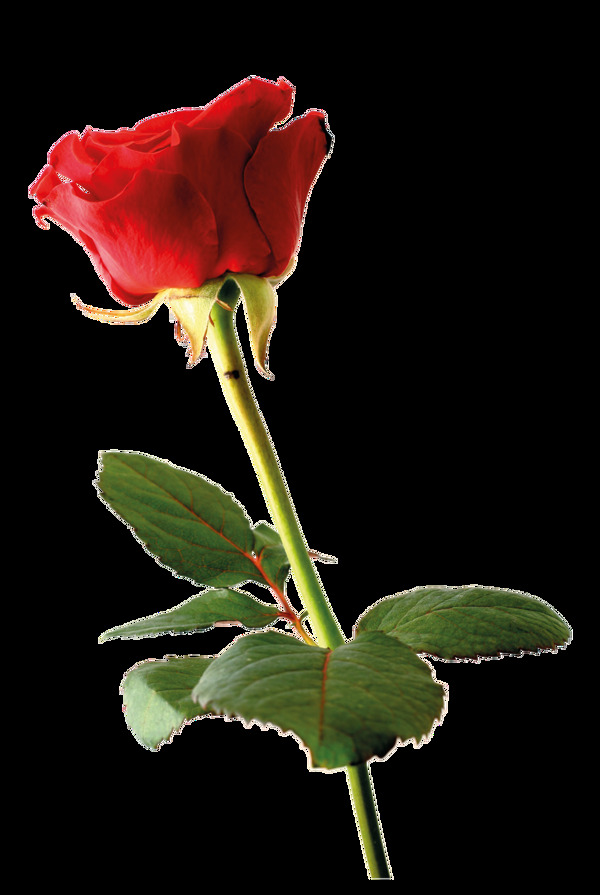 求婚玫瑰花卡通透明素材