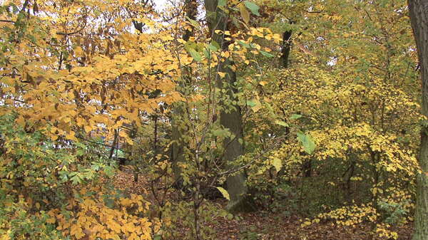 秋天的林木存量的录像视频免费下载