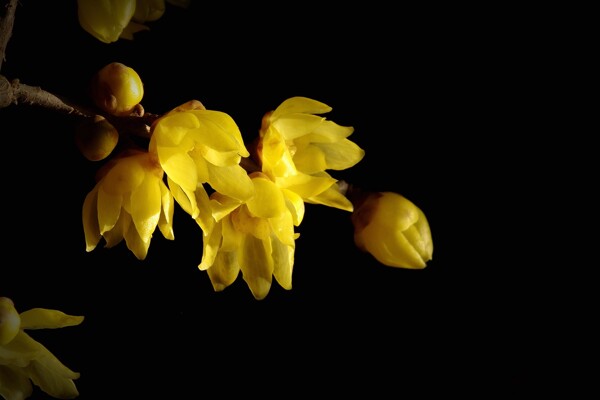 美丽的黄色腊梅花图片