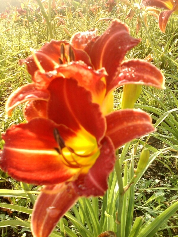 美丽的扁竹莲花卉摄影图片