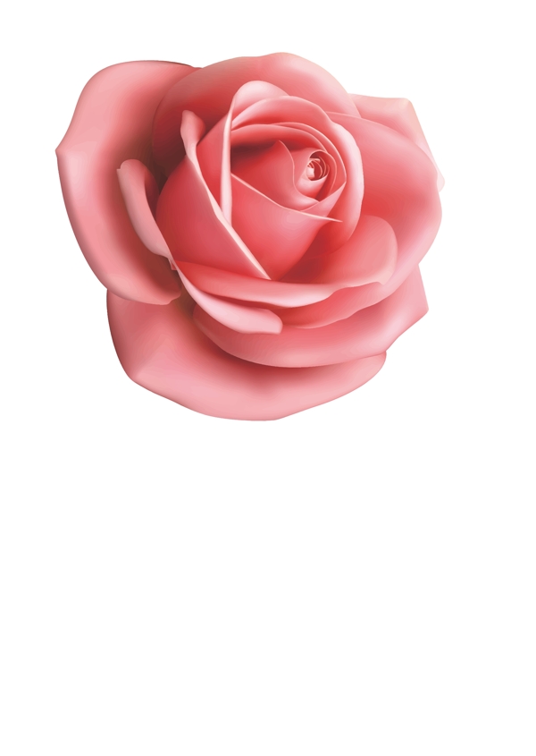玫瑰花粉玫瑰矢量源文件图片