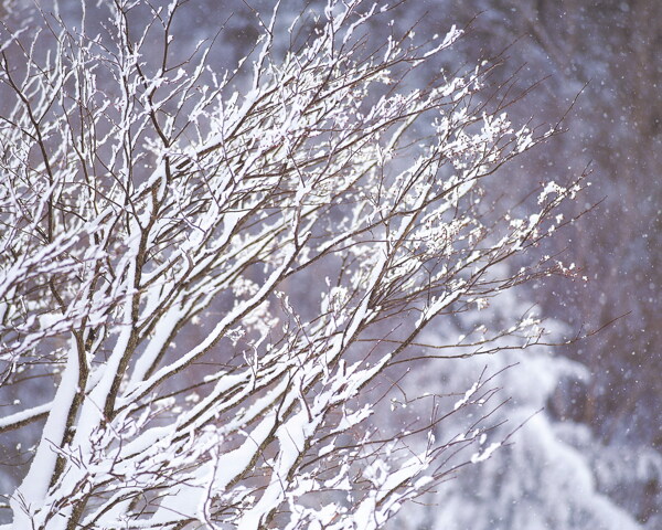 冬天雪景雪景大雪