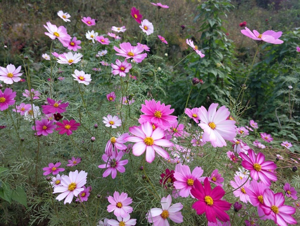 格桑花