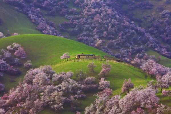 新疆新源野杏林风景