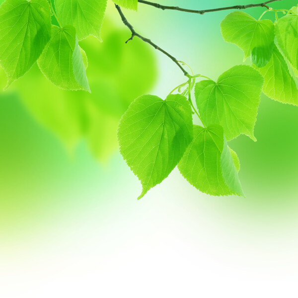 绿色叶子摄影图片