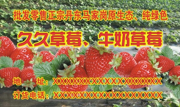 久久草莓牛奶草莓