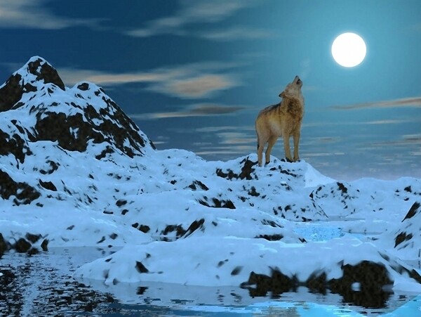 狼动物插图05