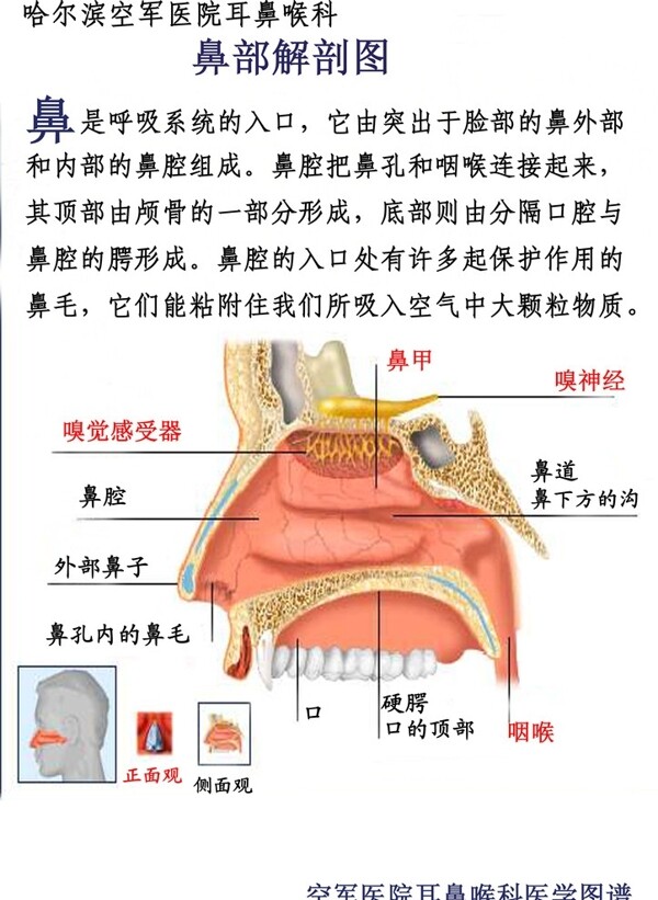 耳鼻喉鼻炎鼻窦炎耳鼻喉图片