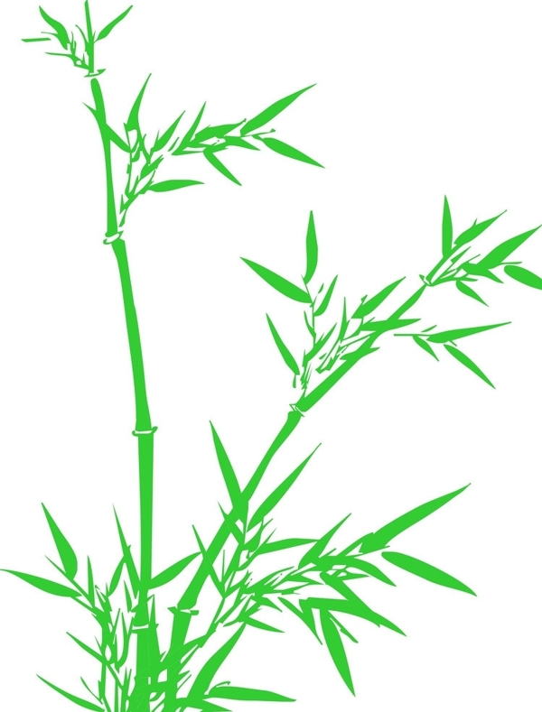 富贵竹竹子翠绿图片