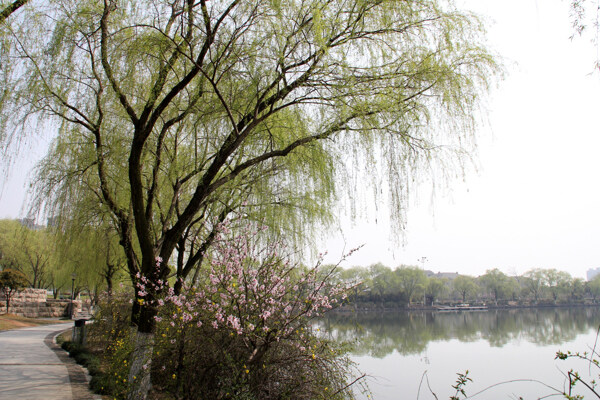 瓜渚湖桃花图片