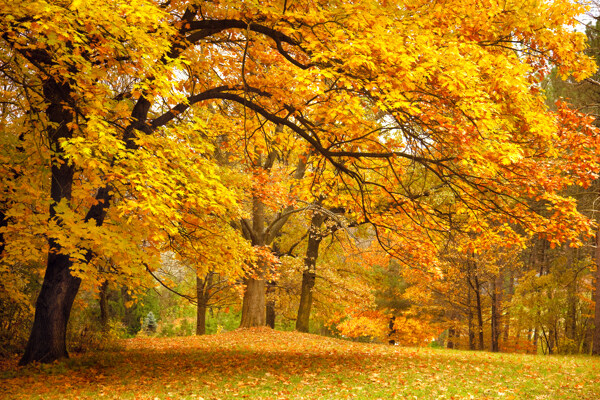 超清秋季森林风景图片
