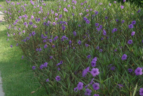 翠芦莉美景图片