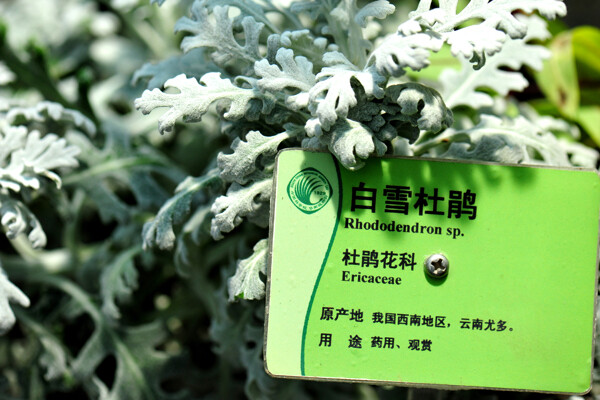 广州华南植物园花卉